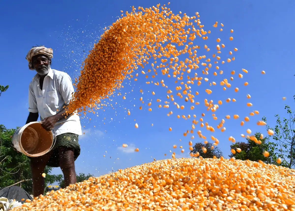 Maize exports up 6 times in past 5 years as output rises 25 per cent The Hindu BusinessLine